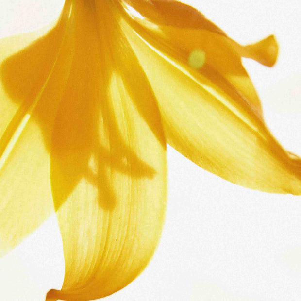 Fleur jaune en transparence de lumière 